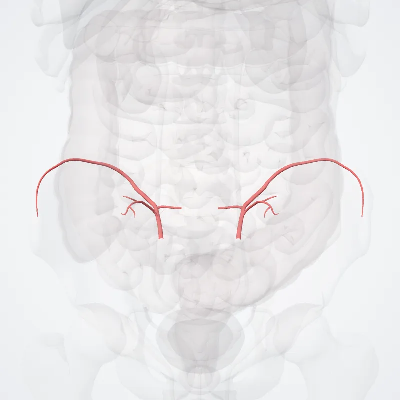 Arteria iliolumbalis (Iliolumbar artery) hervorgehoben in einem 3D-Modell des menschlichen Körpers