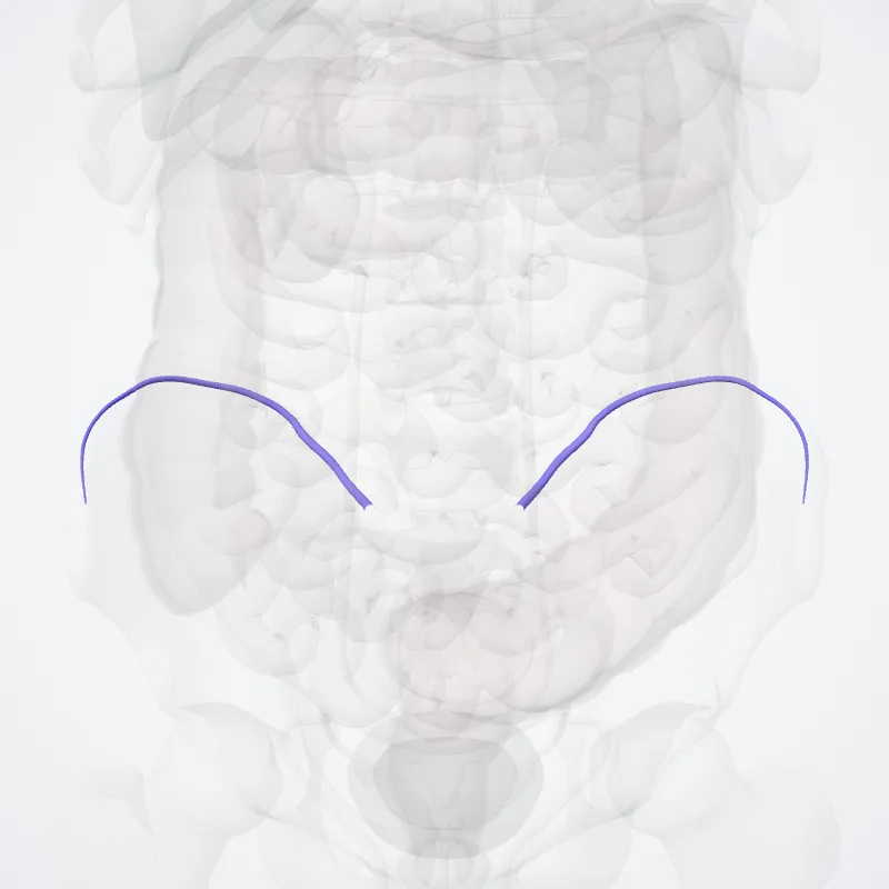 Iliolumbar vein (Vena iliolumbalis) highlighted in a 3D model of the human body