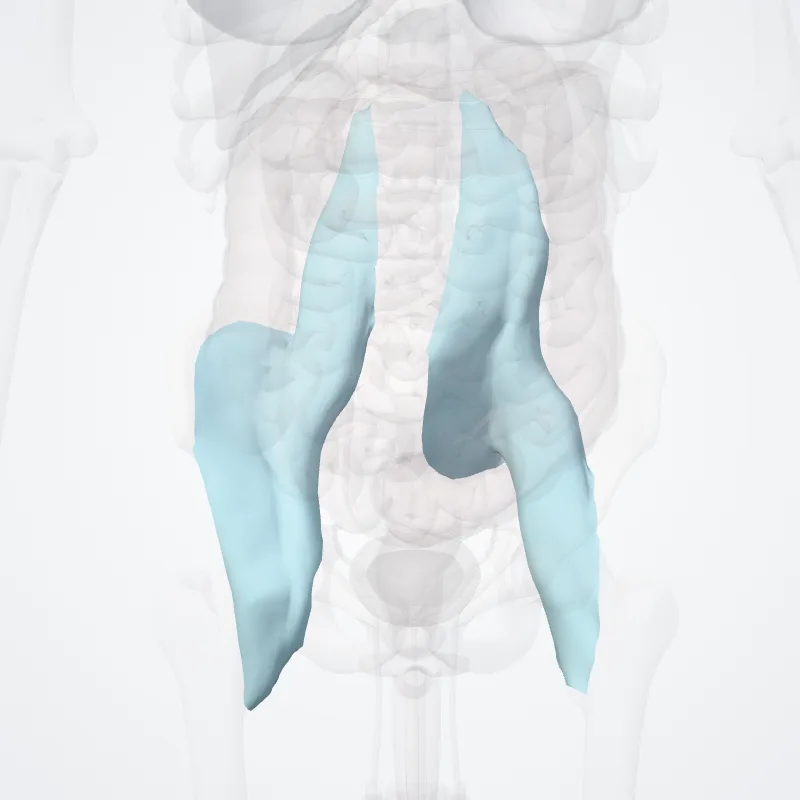 Fascia iliopsoae (Iliopsoas fascia) hervorgehoben in einem 3D-Modell des menschlichen Körpers