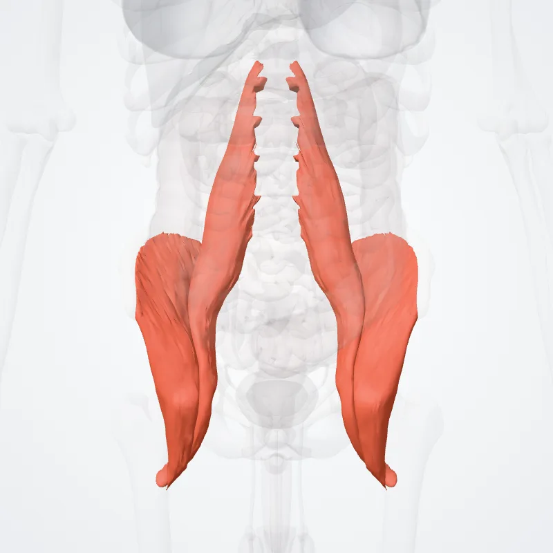 Iliopsoas (Iliopsoas muscle) hervorgehoben in einem 3D-Modell des menschlichen Körpers