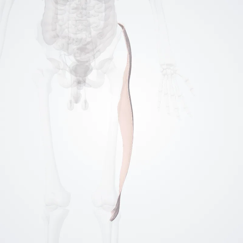 Iliotibial tract (Tractus iliotibialis) highlighted in a 3D model of the human body
