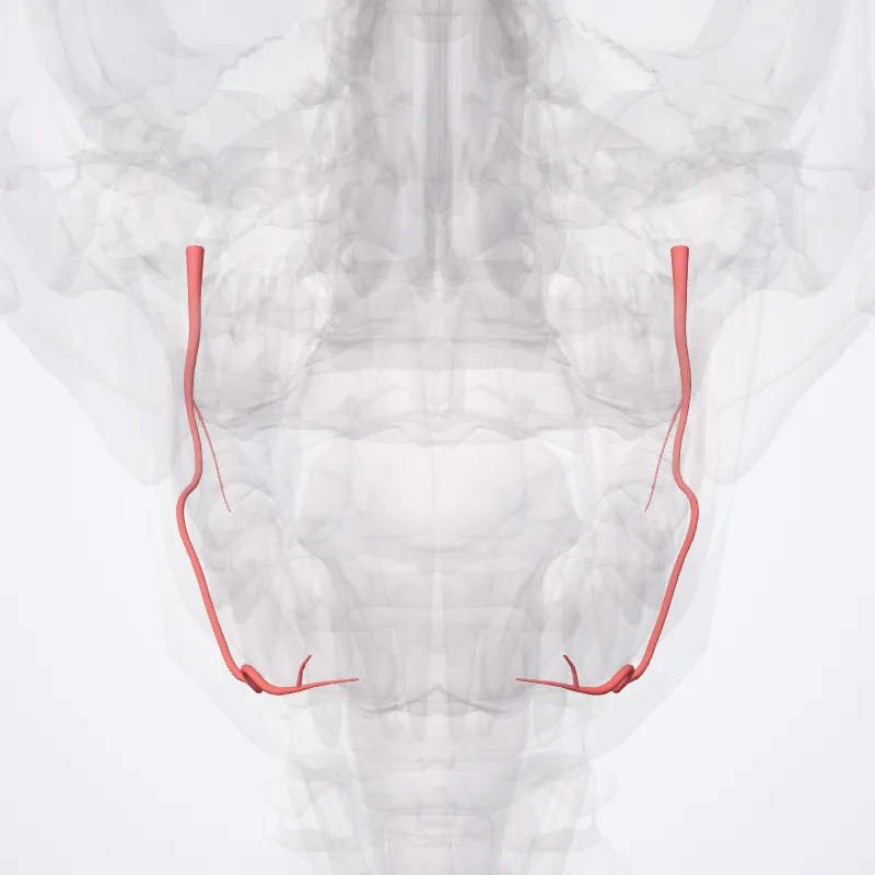 Arteria alveolaris inferior (Inferior alveolar artery) hervorgehoben in einem 3D-Modell des menschlichen Körpers
