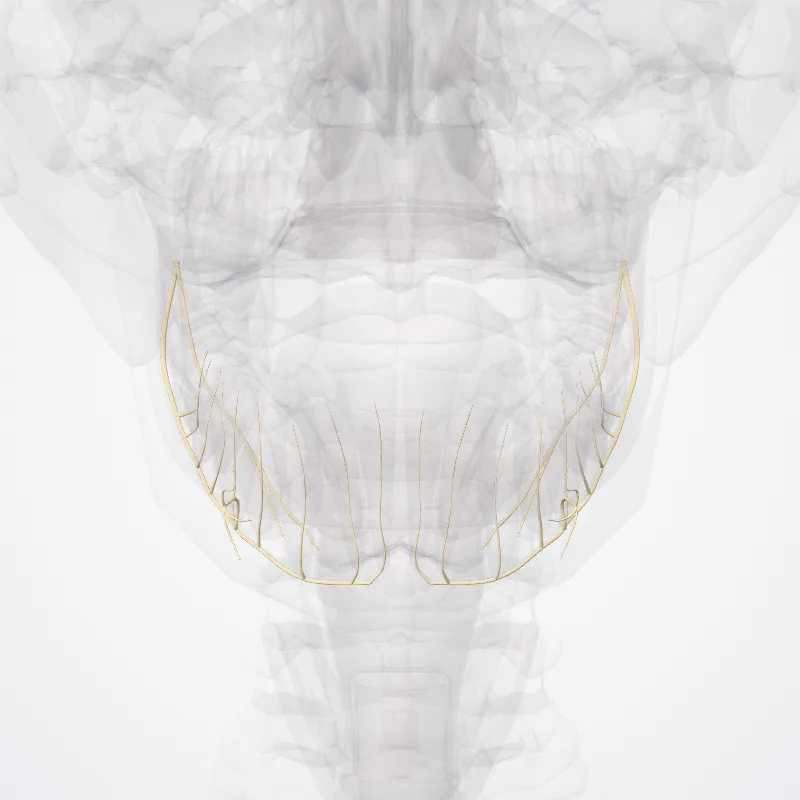 Nervus alveolaris inferior (Inferior alveolar nerve) hervorgehoben in einem 3D-Modell des menschlichen Körpers