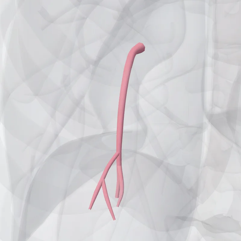 Vena basalis inferior pulmonis sinistri (Inferior basal vein of left lung) hervorgehoben in einem 3D-Modell des menschlichen Körpers