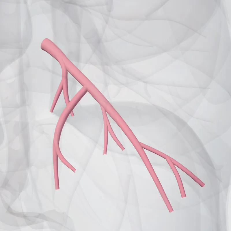 Vena basalis inferior pulmonis dextri (Inferior basal vein of right lung) hervorgehoben in einem 3D-Modell des menschlichen Körpers