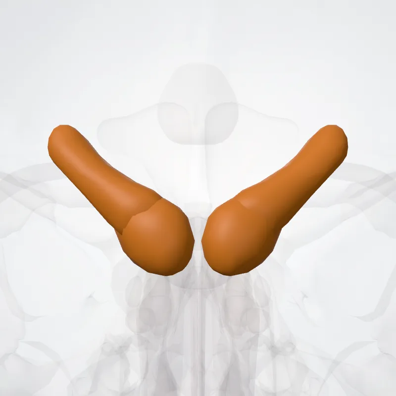 Colliculus inferior (Inferior colliculus) hervorgehoben in einem 3D-Modell des menschlichen Körpers