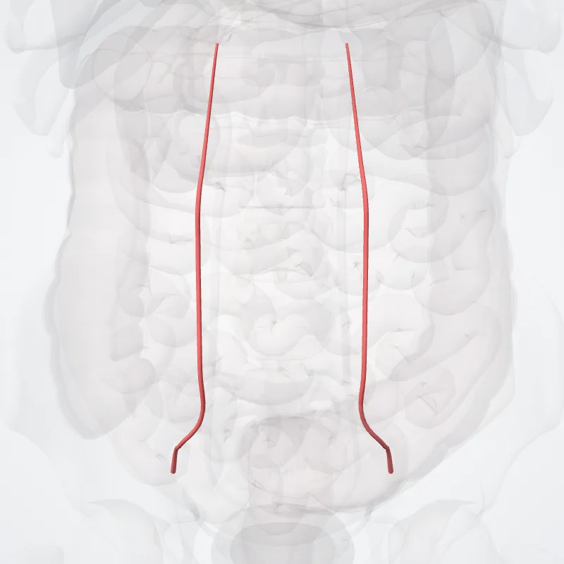 Inferior epigastric artery (Arteria epigastrica inferior) highlighted in a 3D model of the human body
