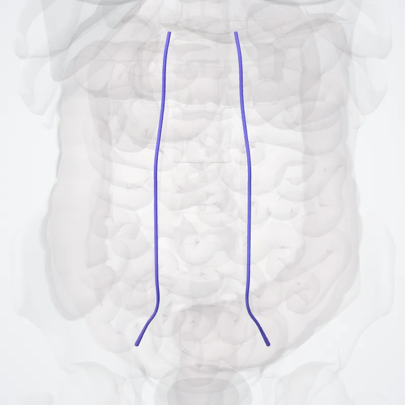 Vena epigastrica inferior (Inferior epigastric vein) hervorgehoben in einem 3D-Modell des menschlichen Körpers