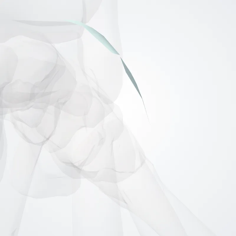 Retinaculum fibulare inferius (Inferior fibular retinaculum) hervorgehoben in einem 3D-Modell des menschlichen Körpers