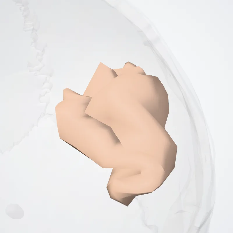 Inferior frontal sulcus (Sulcus frontalis inferior) highlighted in a 3D model of the human body