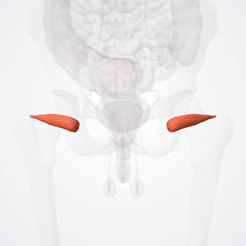 Inferior gemellus muscle (Musculus gemellus inferior) highlighted in a 3D model of the human body