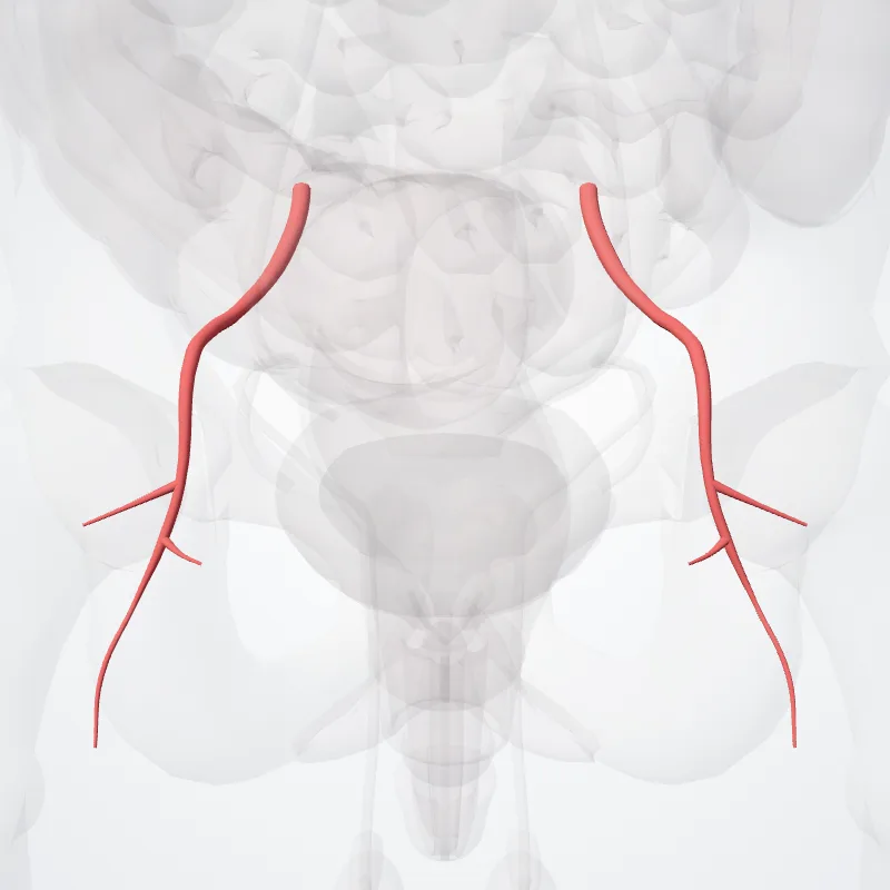 Arteria glutea inferior (Inferior gluteal artery) hervorgehoben in einem 3D-Modell des menschlichen Körpers