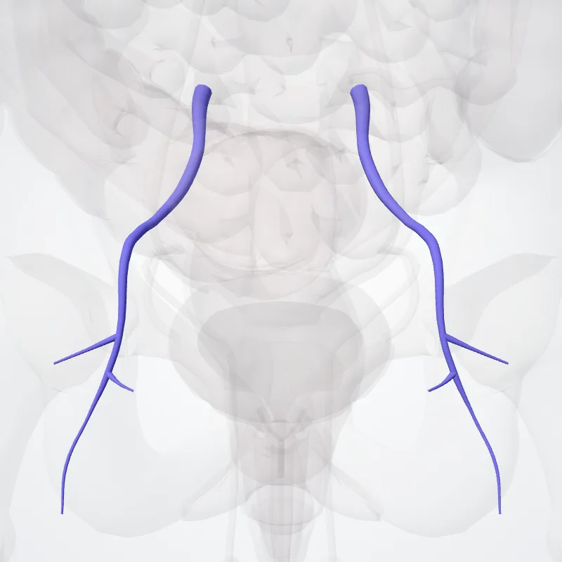 Venae gluteae inferiores (Inferior gluteal veins) hervorgehoben in einem 3D-Modell des menschlichen Körpers