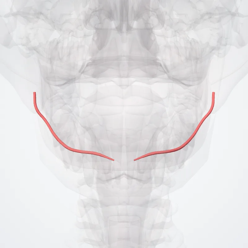 Inferior labial artery (Arteria labialis inferior) highlighted in a 3D model of the human body