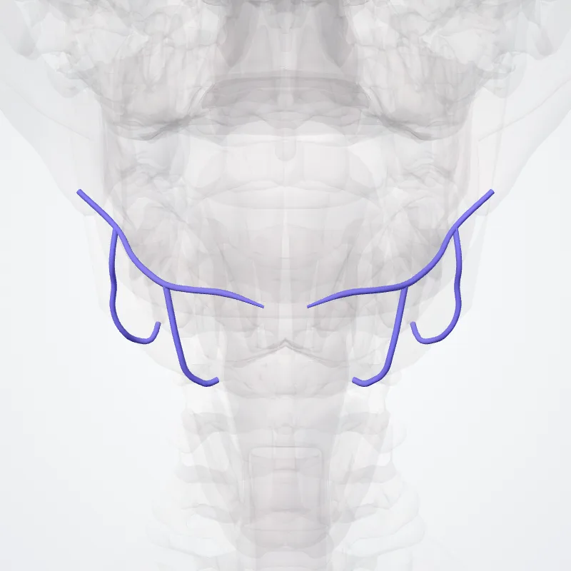 Venae labiales inferiores (Inferior labial veins) hervorgehoben in einem 3D-Modell des menschlichen Körpers