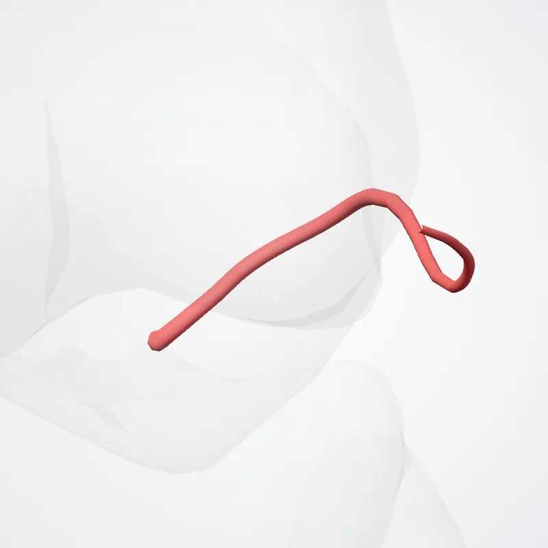 Arteria inferior lateralis genus (Inferior lateral genicular artery) hervorgehoben in einem 3D-Modell des menschlichen Körpers