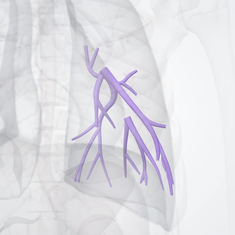 Inferior lobar artery of left lung (Arteria lobaris inferior pulmonis sinistri) highlighted in a 3D model of the human body