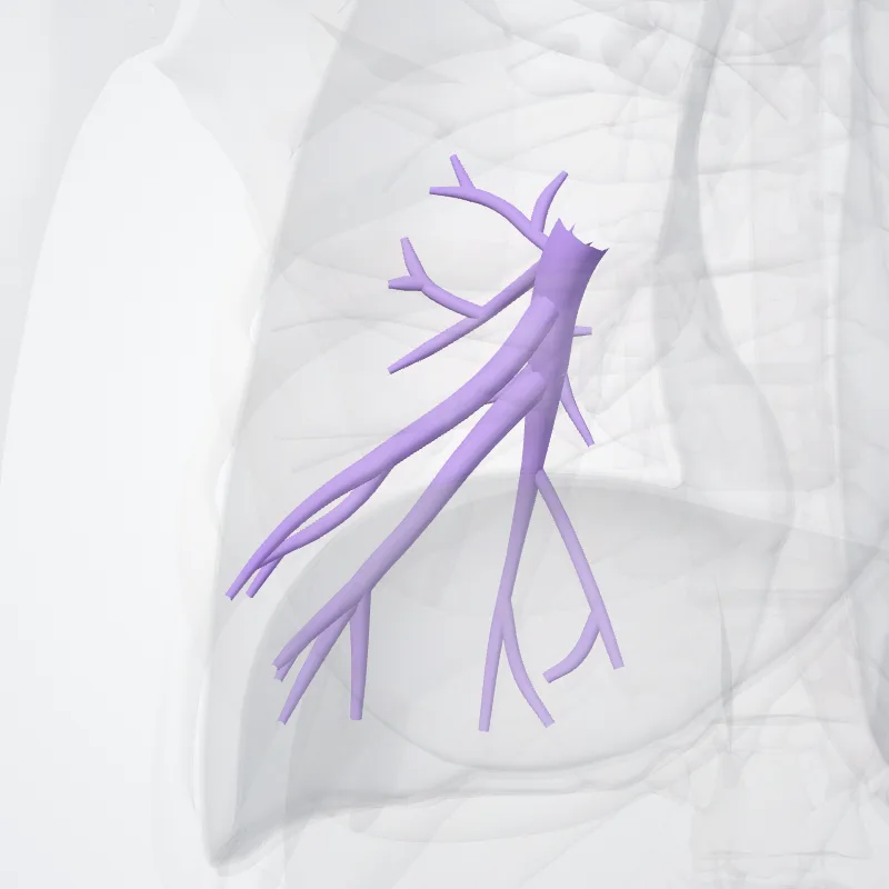Arteria lobaris inferior pulmonis dextri (Inferior lobar artery of right lung) hervorgehoben in einem 3D-Modell des menschlichen Körpers