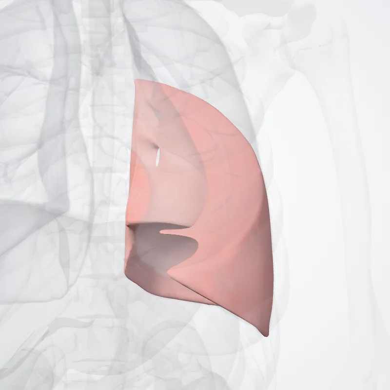 Lobus inferior pulmonis sinistri, die Struktur, an der diese Landmarke liegt