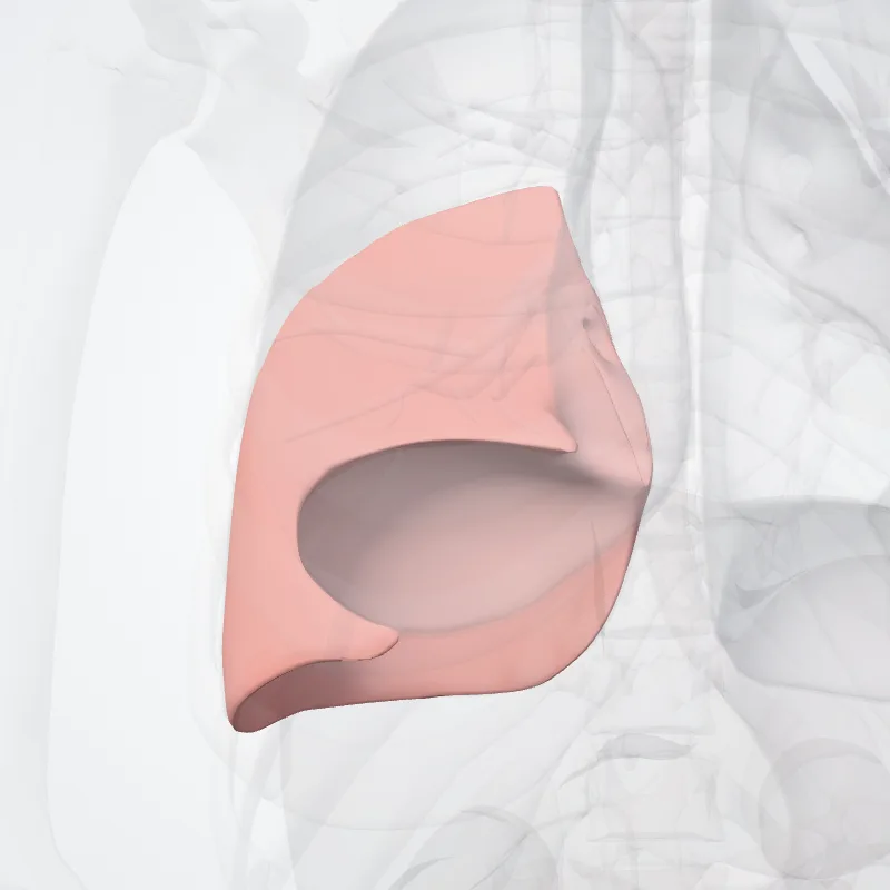 Lobus inferior pulmonis dextri, die Struktur, an der diese Landmarke liegt