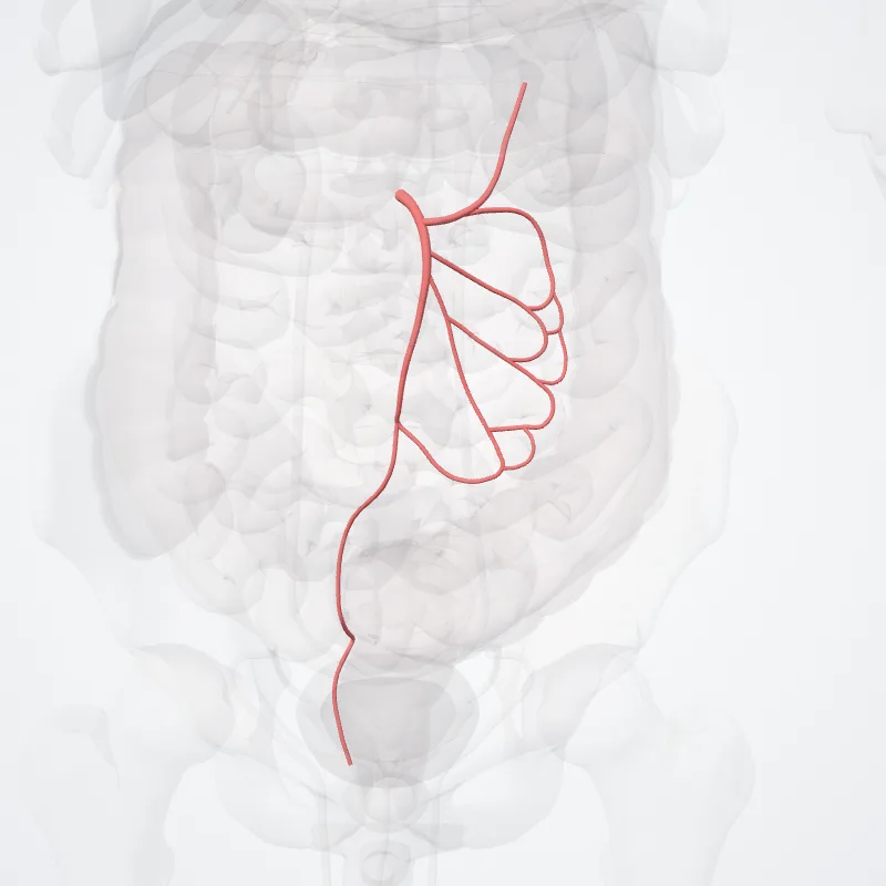 Inferior mesenteric artery (Arteria mesenterica inferior) highlighted in a 3D model of the human body