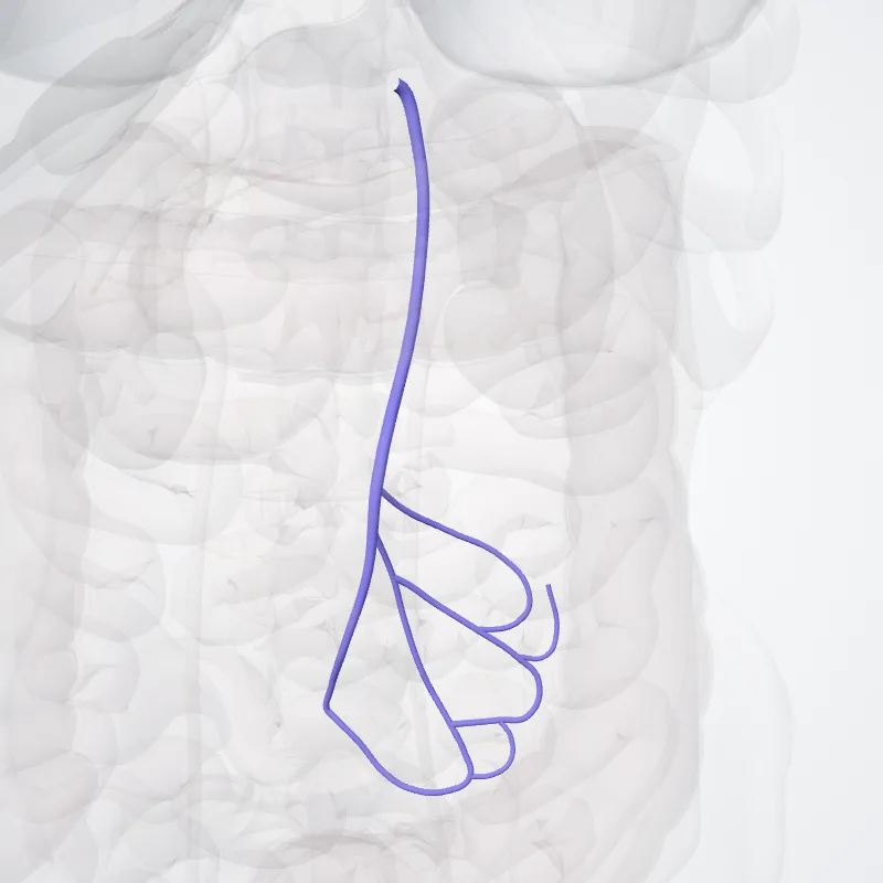 Vena mesenterica inferior (Inferior mesenteric vein) hervorgehoben in einem 3D-Modell des menschlichen Körpers