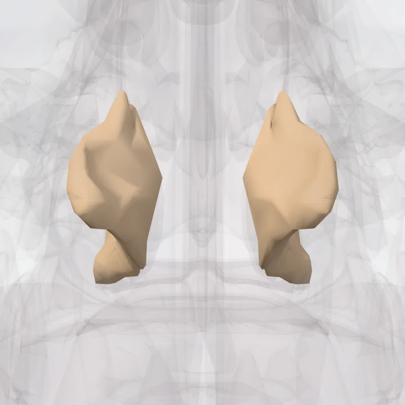 Concha nasalis inferior (Inferior nasal concha bone) hervorgehoben in einem 3D-Modell des menschlichen Körpers