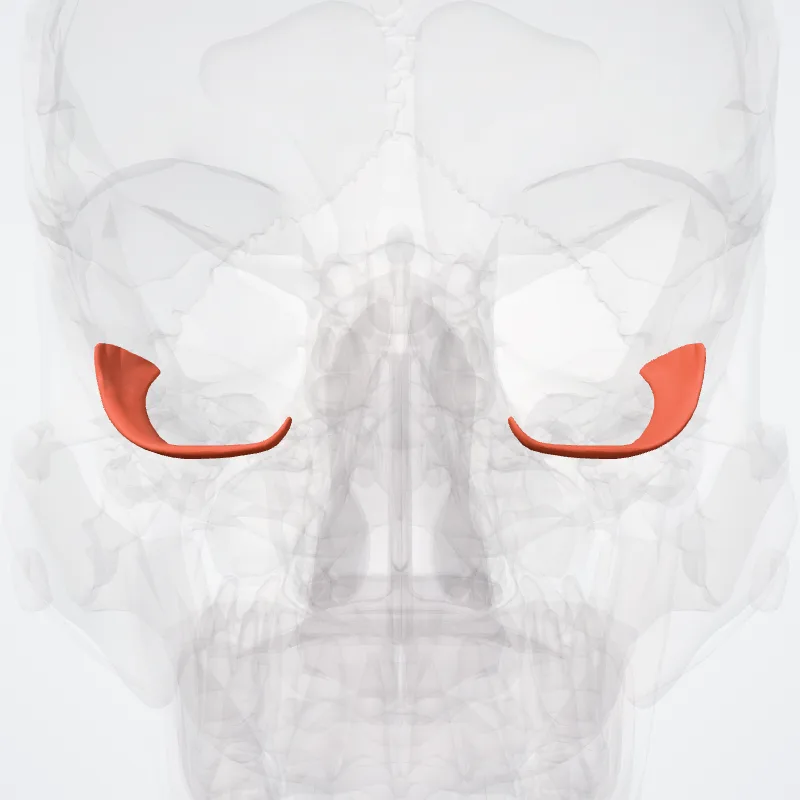 Musculus obliquus inferior bulbi oculi (Inferior oblique muscle) hervorgehoben in einem 3D-Modell des menschlichen Körpers