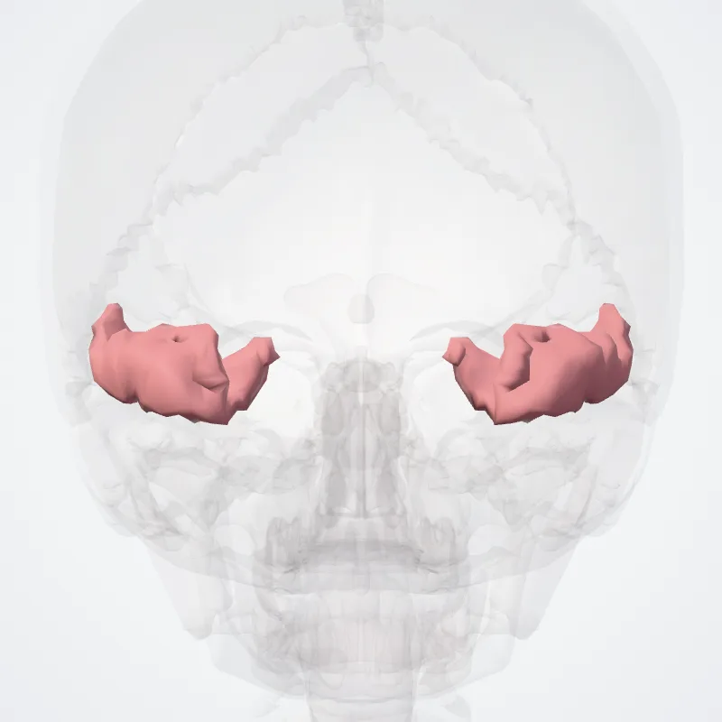 Inferior occipital gyrus and sulcus* highlighted in a 3D model of the human body