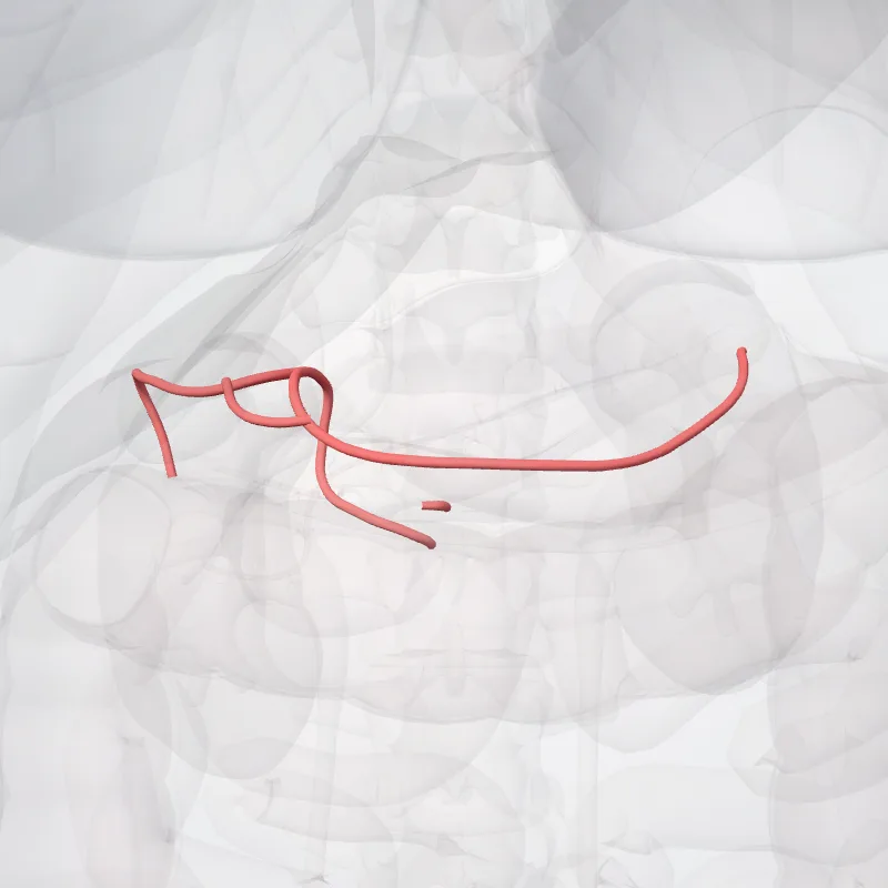 Inferior pancreaticoduodenal artery (Arteria pancreaticoduodenalis) highlighted in a 3D model of the human body
