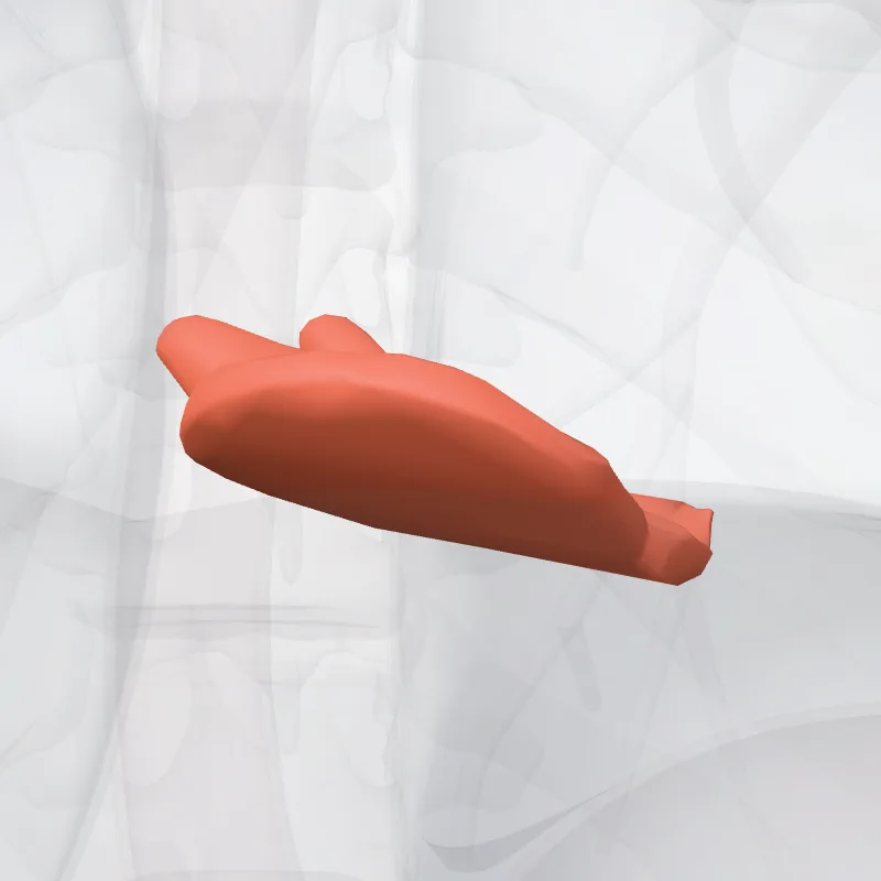 Musculus papillaris inferior ventriculi dextri (Inferior papillary muscle of right ventricle) hervorgehoben in einem 3D-Modell des menschlichen Körpers