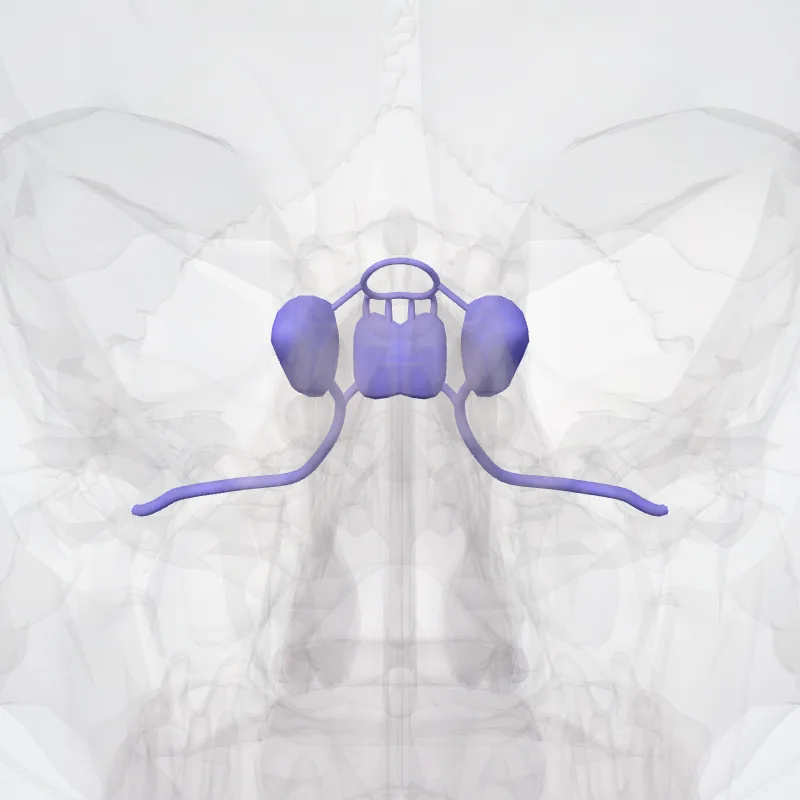 Inferior petrosal sinus (Sinus petrosus inferior) highlighted in a 3D model of the human body