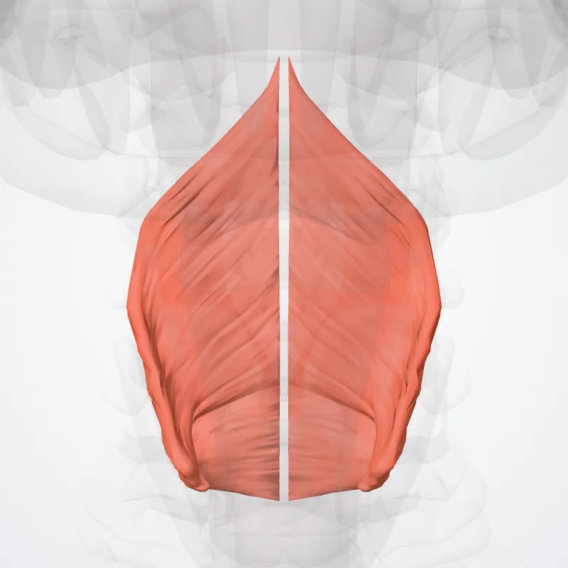 Constrictor inferior pharyngis (Inferior pharyngeal constrictor) hervorgehoben in einem 3D-Modell des menschlichen Körpers