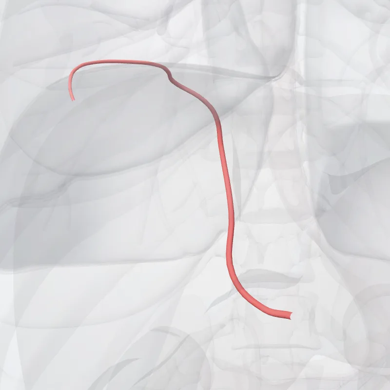 Arteria phrenica inferior (Inferior phrenic artery) hervorgehoben in einem 3D-Modell des menschlichen Körpers