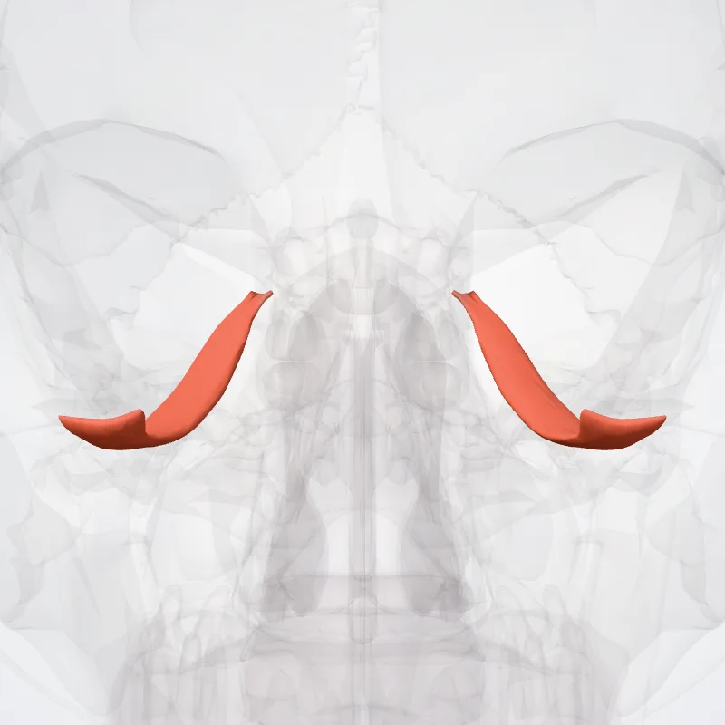 Musculus rectus inferior (Inferior rectus muscle) hervorgehoben in einem 3D-Modell des menschlichen Körpers