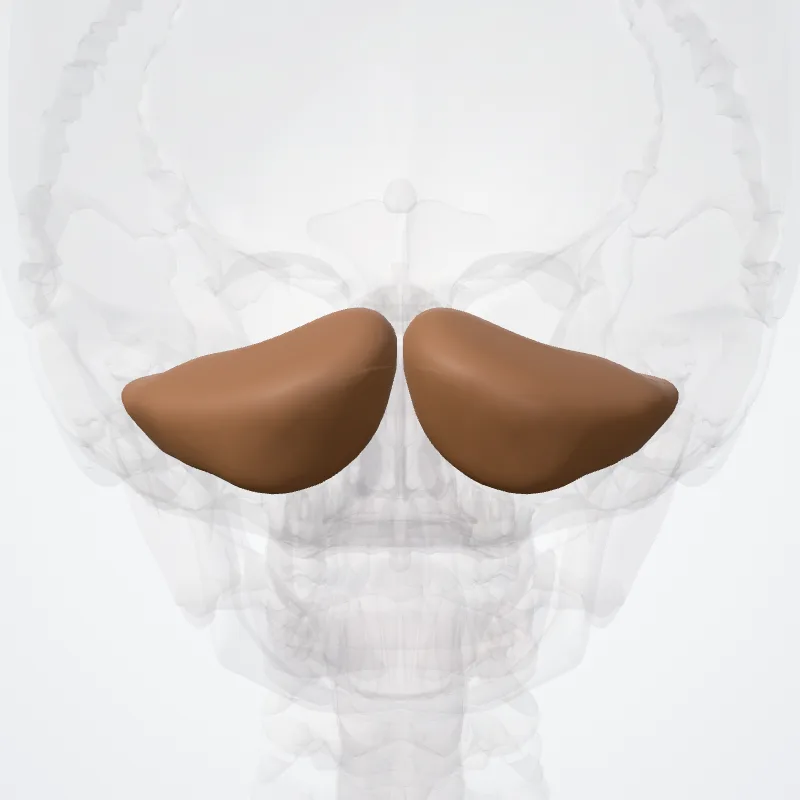 Inferior semilunar lobule (Lobulus semilunaris inferior) highlighted in a 3D model of the human body