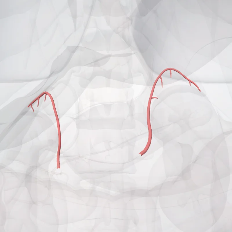 Arteria suprarenalis inferior (Inferior suprarenal artery) hervorgehoben in einem 3D-Modell des menschlichen Körpers