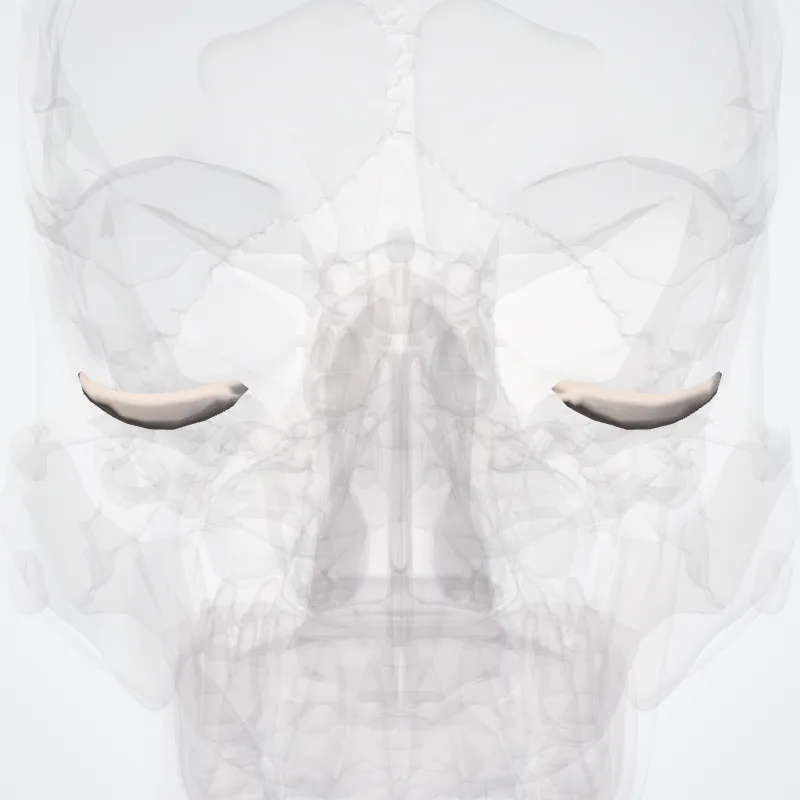 Inferior tarsus (Tarsus inferior) highlighted in a 3D model of the human body