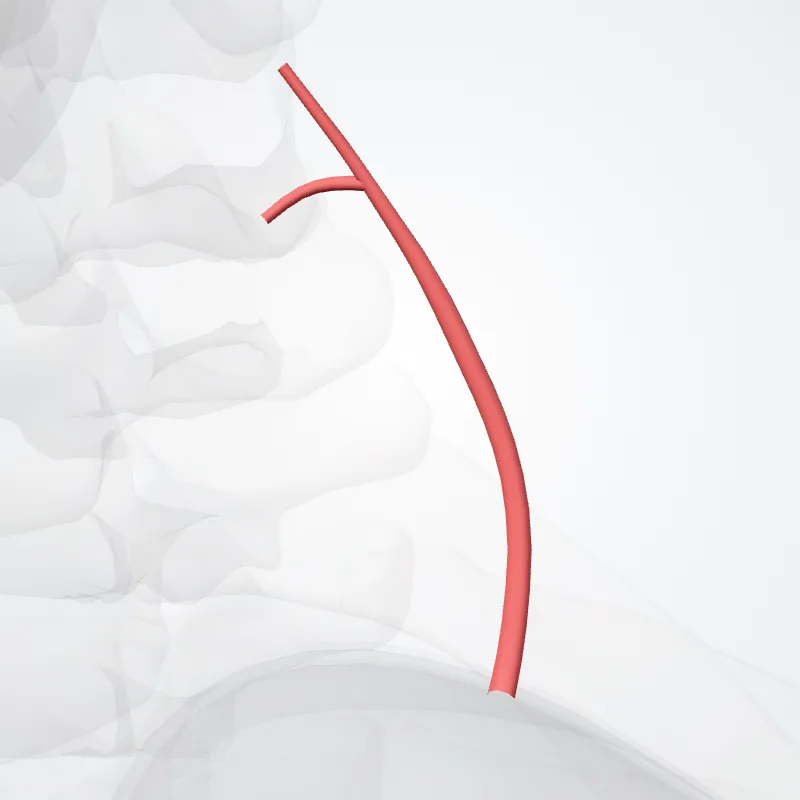 Arteria thyreoidea inferior arteria thyroidea inferior (Inferior thyroid artery) hervorgehoben in einem 3D-Modell des menschlichen Körpers