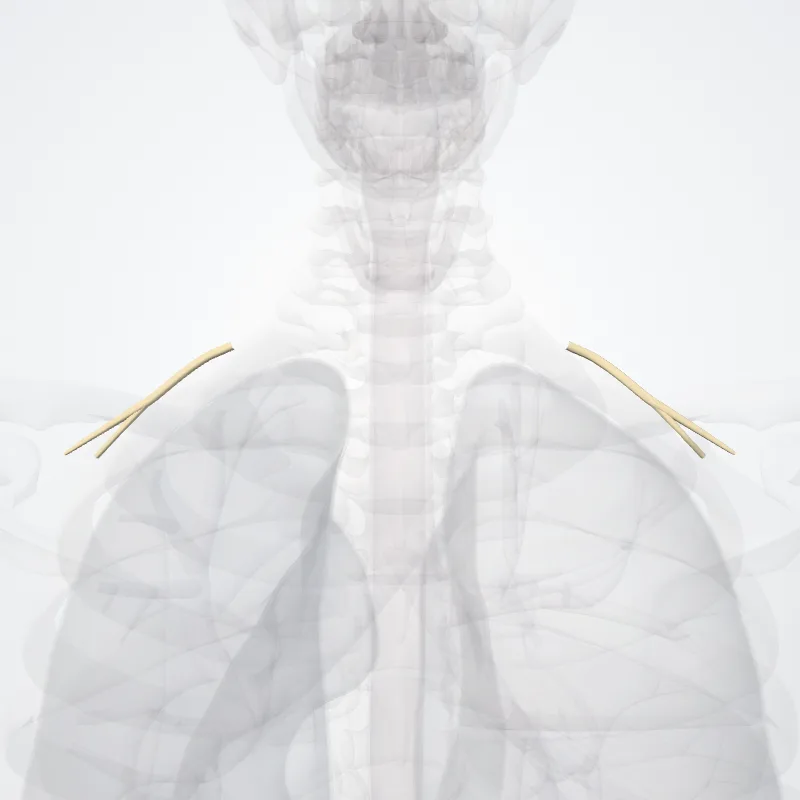 Truncus inferior plexus brachialis (Inferior trunk of brachial plexus) hervorgehoben in einem 3D-Modell des menschlichen Körpers
