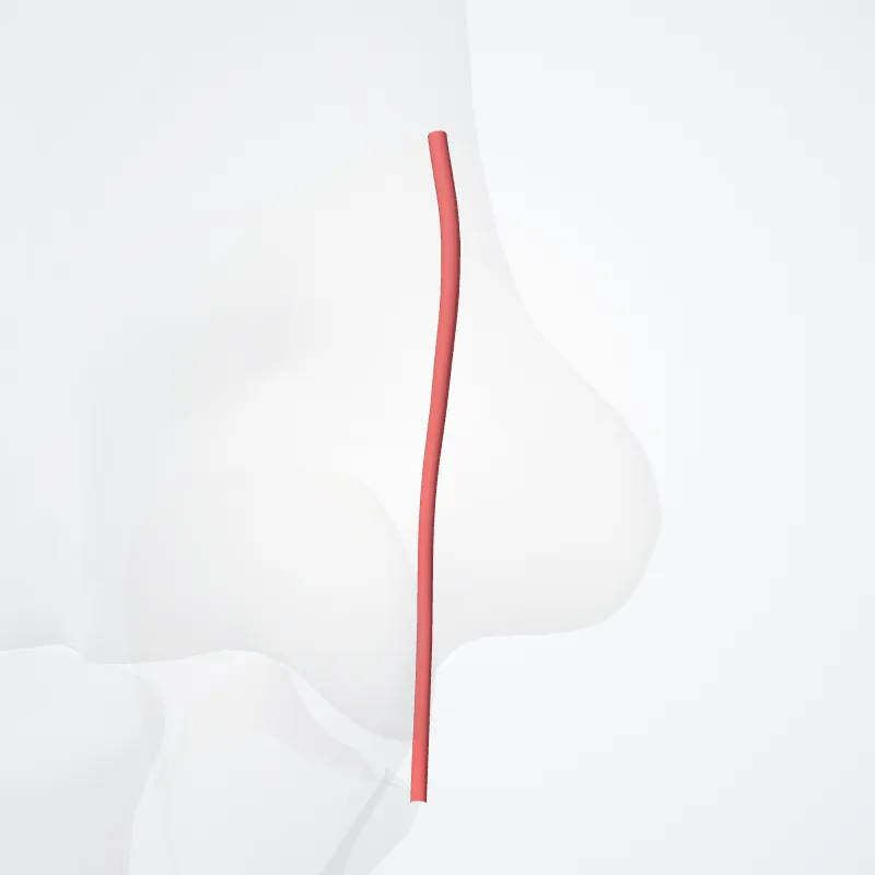 Arteria collateralis ulnaris inferior (Inferior ulnar collateral artery) hervorgehoben in einem 3D-Modell des menschlichen Körpers