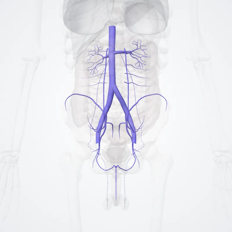 Vena cava inferior (pars abdominis) (Inferior vena cava (abdominal part)) hervorgehoben in einem 3D-Modell des menschlichen Körpers
