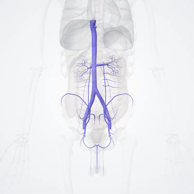 Inferior vena cava (thoracic part) (Vena cava inferior (part thoracica)) highlighted in a 3D model of the human body