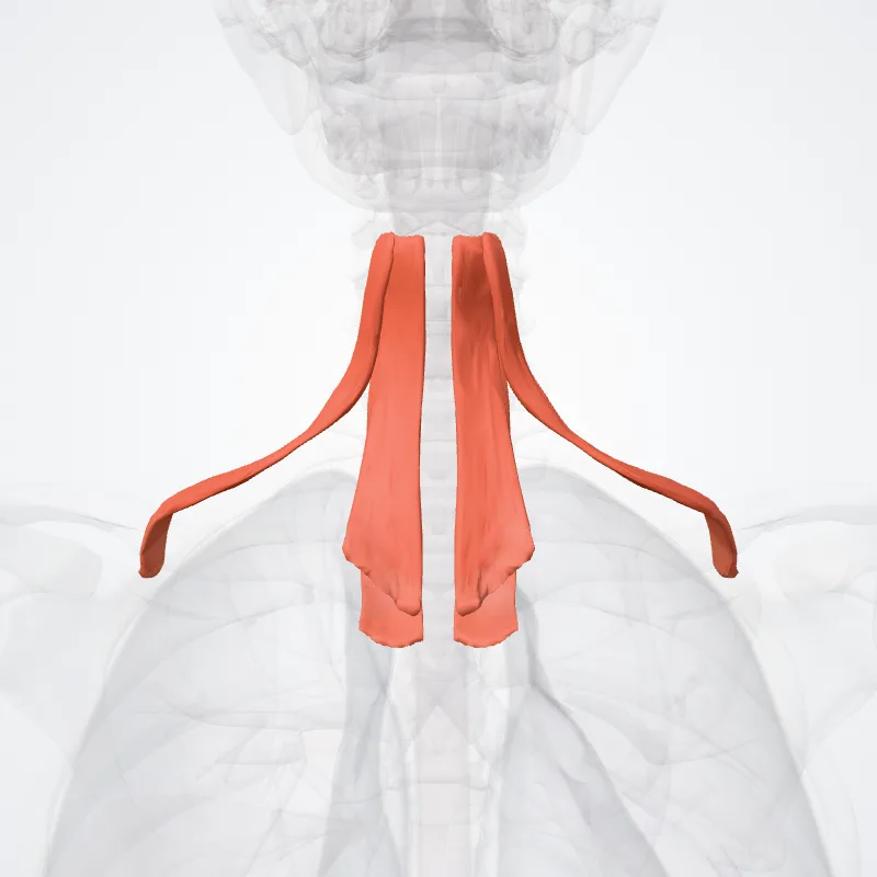 Musculi infrahyoidei (Infrahyoid muscles) hervorgehoben in einem 3D-Modell des menschlichen Körpers