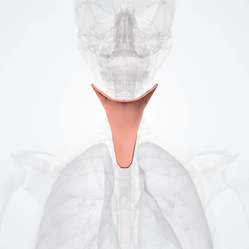 Infrahyoid region (Regio infrahyoidea) highlighted in a 3D model of the human body