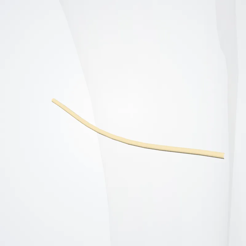 Infrapatellar branch of saphenous nerve (Ramus infrapatellaris nervi sapheni) highlighted in a 3D model of the human body