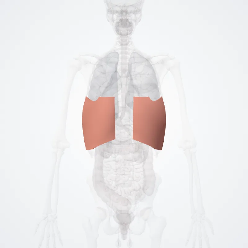 Infrascapular region (Regio infrascapularis) highlighted in a 3D model of the human body