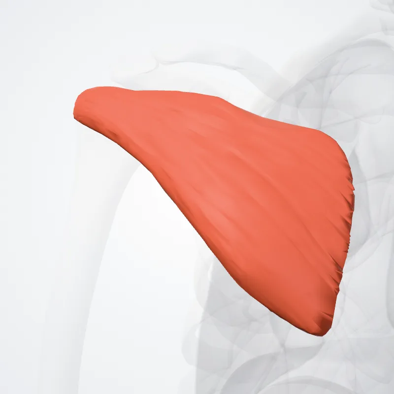 Infraspinatus muscle (Musculus infraspinatus) highlighted in a 3D model of the human body