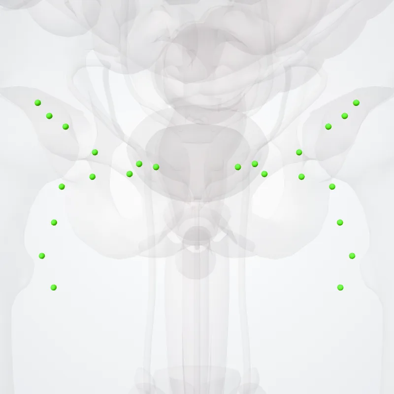 Nodi inguinales (Inguinal nodes) hervorgehoben in einem 3D-Modell des menschlichen Körpers