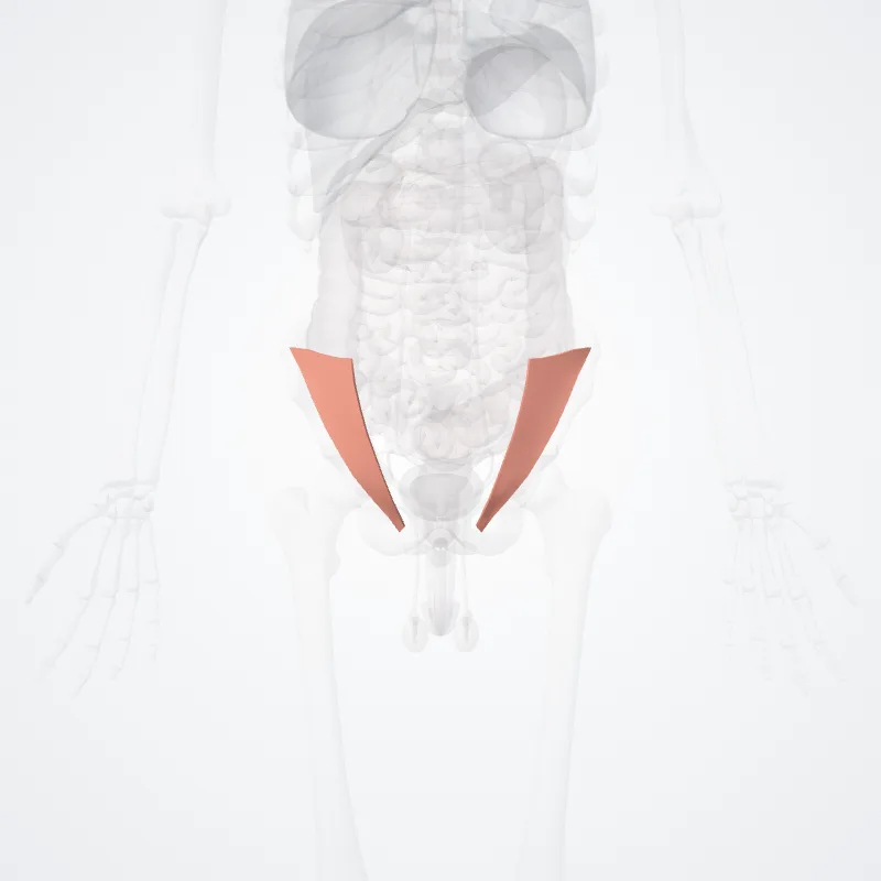 Regio inguinalis (Inguinal region) hervorgehoben in einem 3D-Modell des menschlichen Körpers